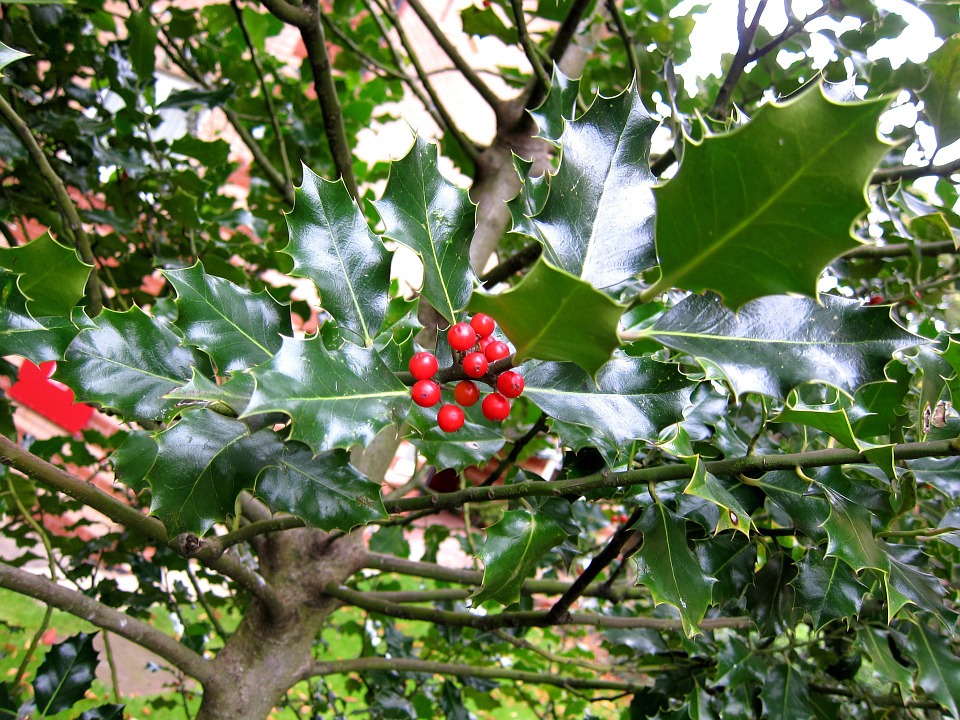 Hülse/Stechpalme (Ilex)